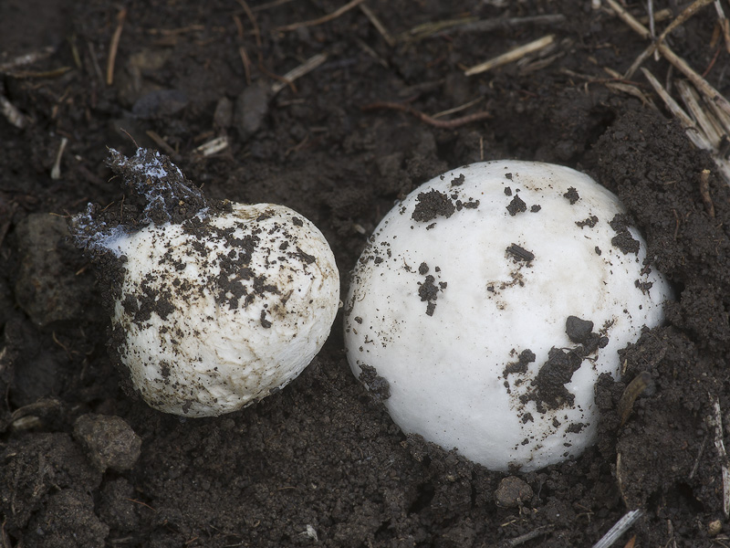 Calvatia fragilis